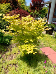 - Acer palmatum 'Summer Gold' Japanese Maple - Mr Maple │ Buy Japanese Maple Trees