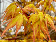 - Acer palmatum 'Alan's Gold' Pinebark Japanese Maple - Mr Maple │ Buy Japanese Maple Trees