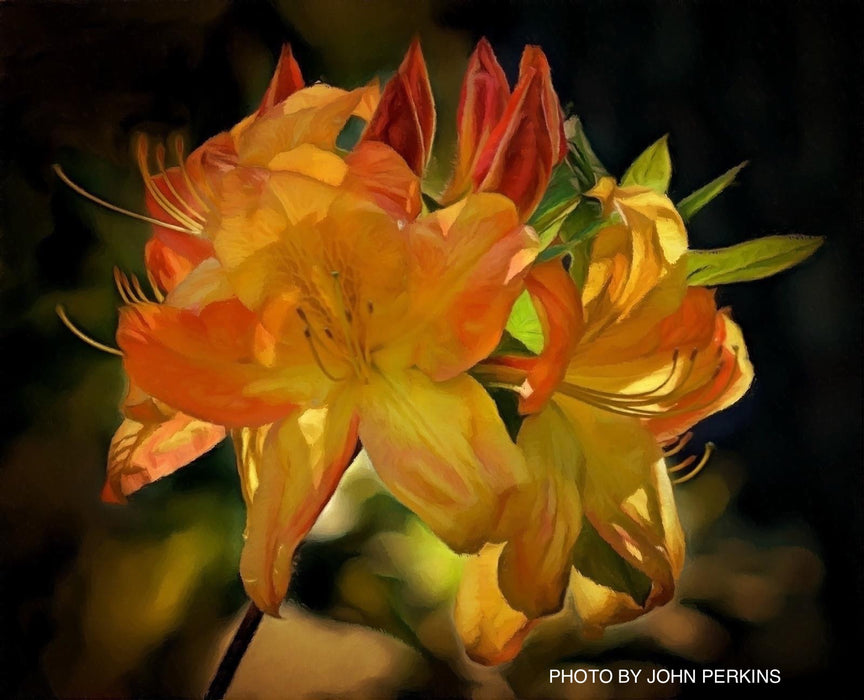 Azalea 'Arneson Gem’ Yellow Orange Flowers Deciduous Azalea