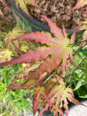 - Acer palmatum 'Firefly' Japanese Maple - Mr Maple │ Buy Japanese Maple Trees
