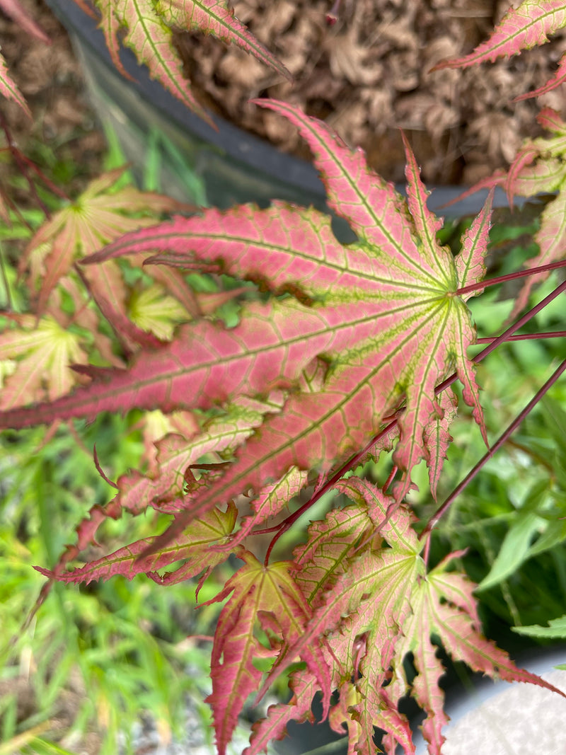 - Acer palmatum 'Firefly' Japanese Maple - Mr Maple │ Buy Japanese Maple Trees