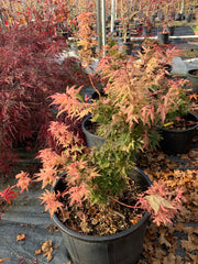 - Acer palmatum 'Snow Kitten' Japanese Maple - Mr Maple │ Buy Japanese Maple Trees