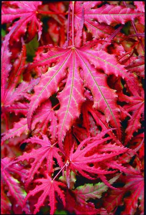 FOR PICKUP ONLY | Acer palmatum 'Purple Ghost' Japanese Maple | DOES NOT SHIP