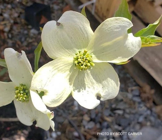 Cornus florida 'Appalachian Spring' White Blooming Dogwood