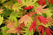 - Acer shirasawanum 'Moonrise™' Full Moon Japanese Maple - Mr Maple │ Buy Japanese Maple Trees