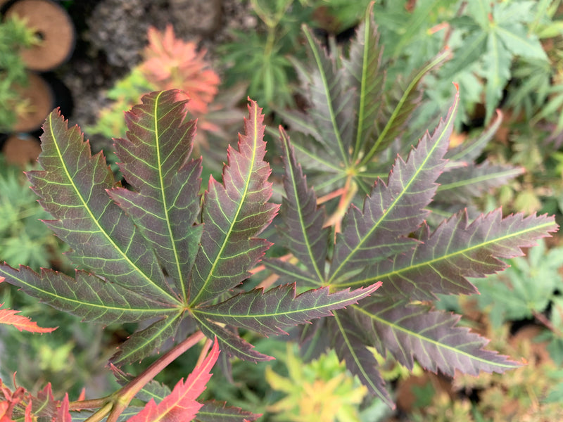 - Acer shirasawanum 'Bronze Age' Bronze Full Moon Japanese Maple - Mr Maple │ Buy Japanese Maple Trees