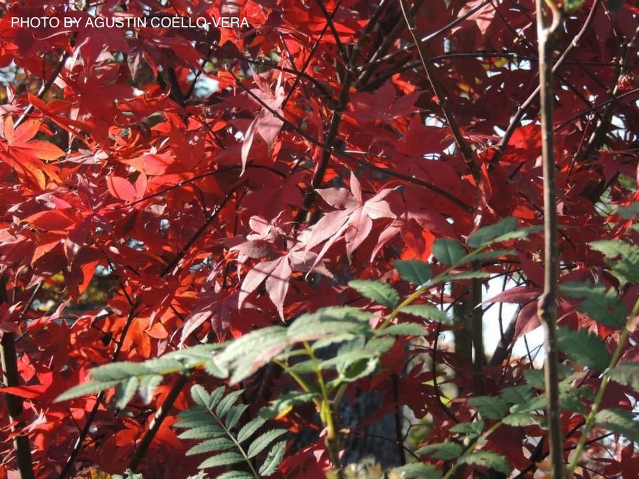 Acer palmatum 'Koba shojo' Small Red Japanese Maple