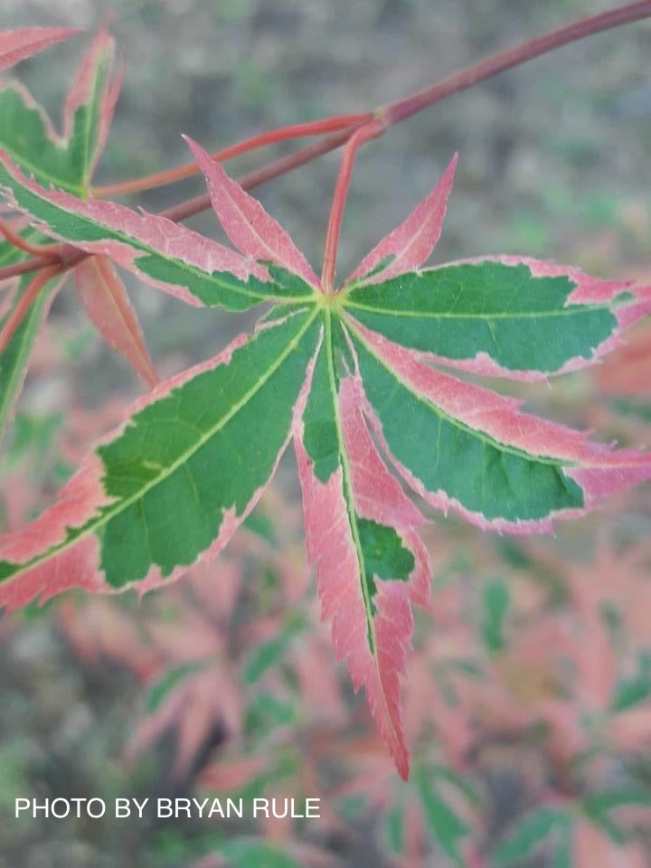 - Acer palmatum 'Beni shichihenge' Pink Variegated Japanese Maple - Mr Maple │ Buy Japanese Maple Trees