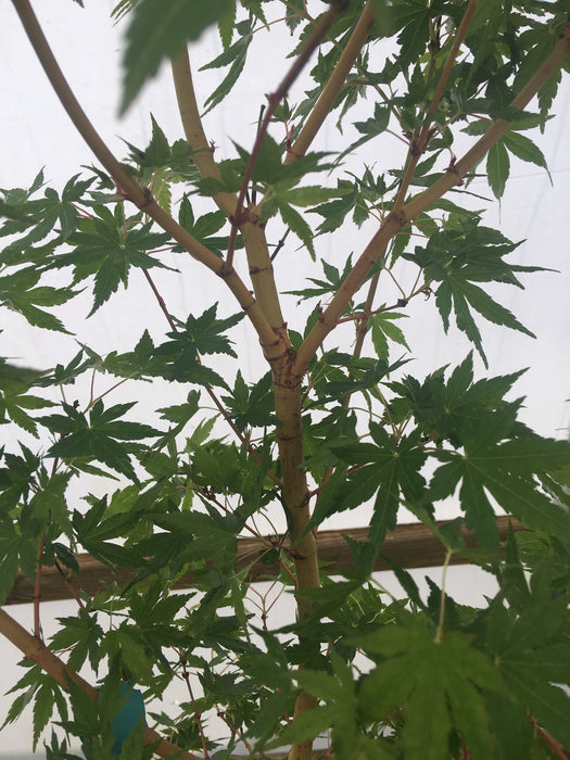 Acer palmatum 'Miya' Yellow Bark Japanese Maple