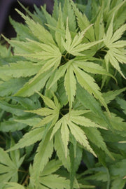 - Acer palmatum 'Tattoo' Dwarf Japanese Maple - Mr Maple │ Buy Japanese Maple Trees