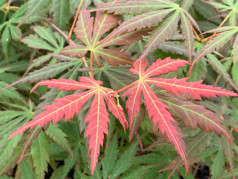 - Acer shirasawanum 'Bronze Age' Bronze Full Moon Japanese Maple - Mr Maple │ Buy Japanese Maple Trees