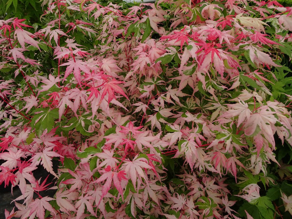 Acer palmatum 'Kotobuki' Rare Pink Variegated Japanese Maple
