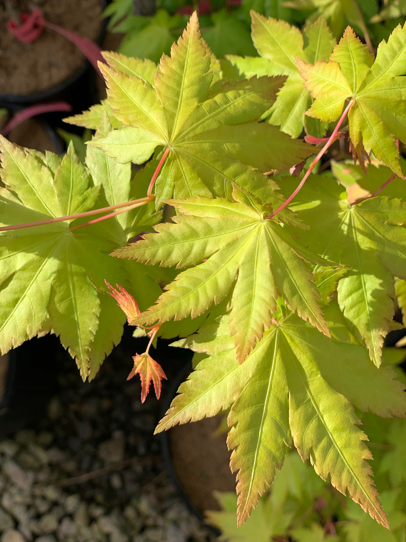 - Acer palmatum 'Dragon Master' Golden Weeping Japanese Maple - Mr Maple │ Buy Japanese Maple Trees