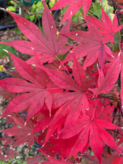 - Acer palmatum 'Emperor 1' Japanese Maple Tree - Mr Maple │ Buy Japanese Maple Trees