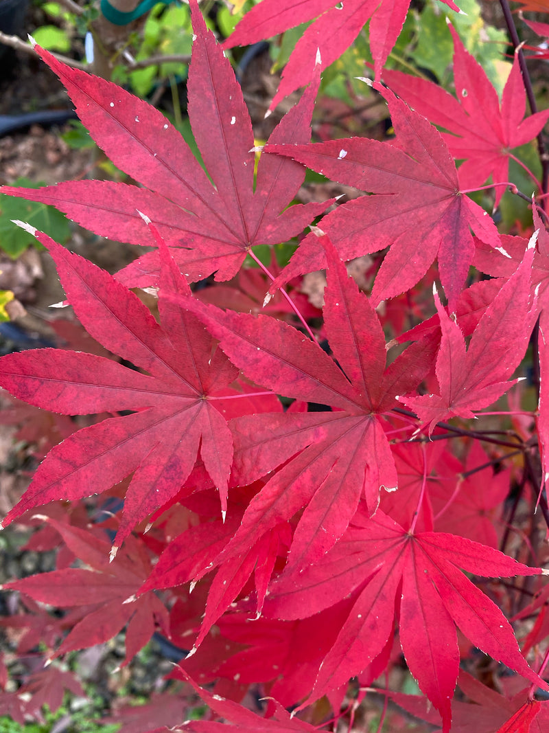 - Acer palmatum 'Emperor 1' Japanese Maple Tree - Mr Maple │ Buy Japanese Maple Trees