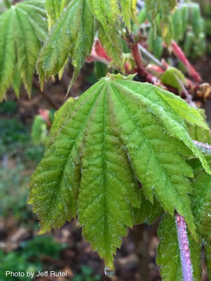- Acer japonicum 'Vitifolium' Large Leaf Full Moon Japanese Maple - Mr Maple │ Buy Japanese Maple Trees
