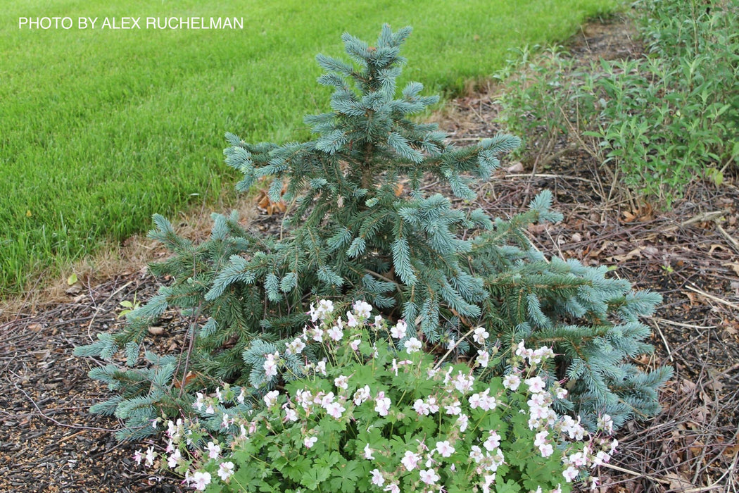 Picea pungens ‘Donna’s Rainbow' Dwarf Colorado Blue Spruce