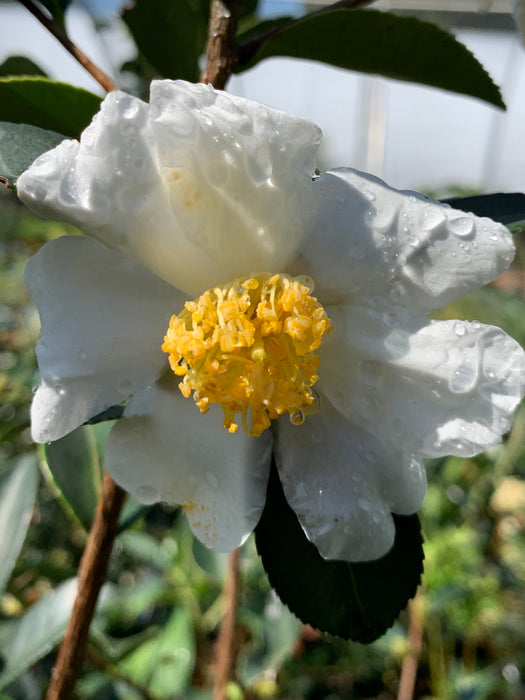 Camellia oleifera 'Lu Shan Snow' Cold Hardy Zone 6 White Flowering Camellia