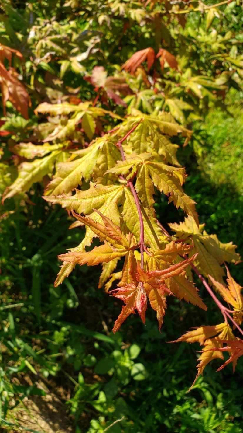 - Acer palmatum 'Ruby de Sofia’ Japanese Maple - Mr Maple │ Buy Japanese Maple Trees