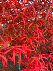 - Acer palmatum 'Peve Starfish' Japanese Maple - Mr Maple │ Buy Japanese Maple Trees