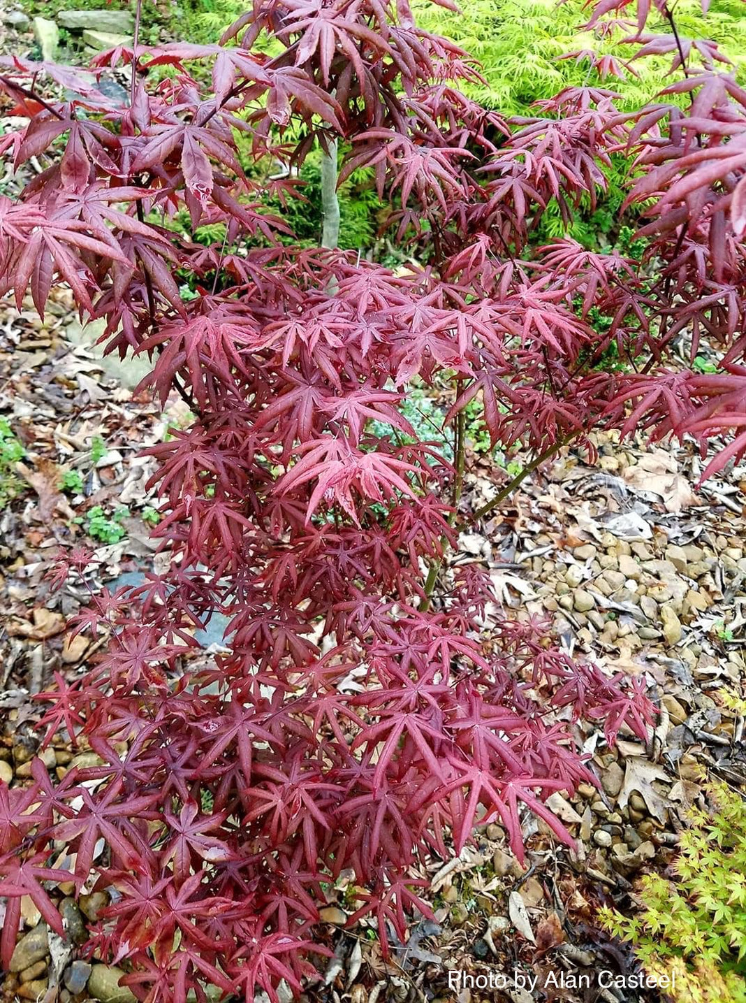 Buy Acer palmatum 'Peve Starfish' Japanese Maple — Mr Maple │ Buy ...