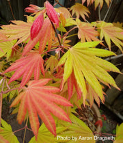 - FOR PICKUP ONLY | Acer shirasawanum Moonrise™ Full Moon Japanese Maple | DOES NOT SHIP - Mr Maple │ Buy Japanese Maple Trees