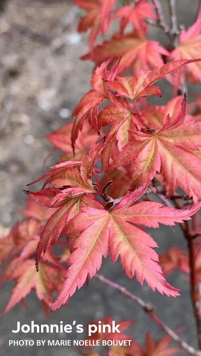 Acer palmatum 'Johnnie's Pink' Japanese Maple