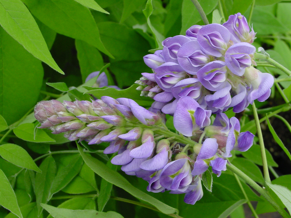 Wisteria frutescens 'Amethyst Falls' Purple Flowering Wisteria