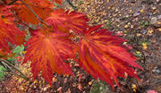 - Acer japonicum ‘Rising Sun’ Japanese Maple - Mr Maple │ Buy Japanese Maple Trees