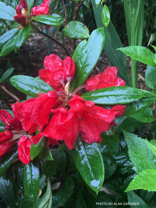Rhododendron 'Thor' Red Blooms