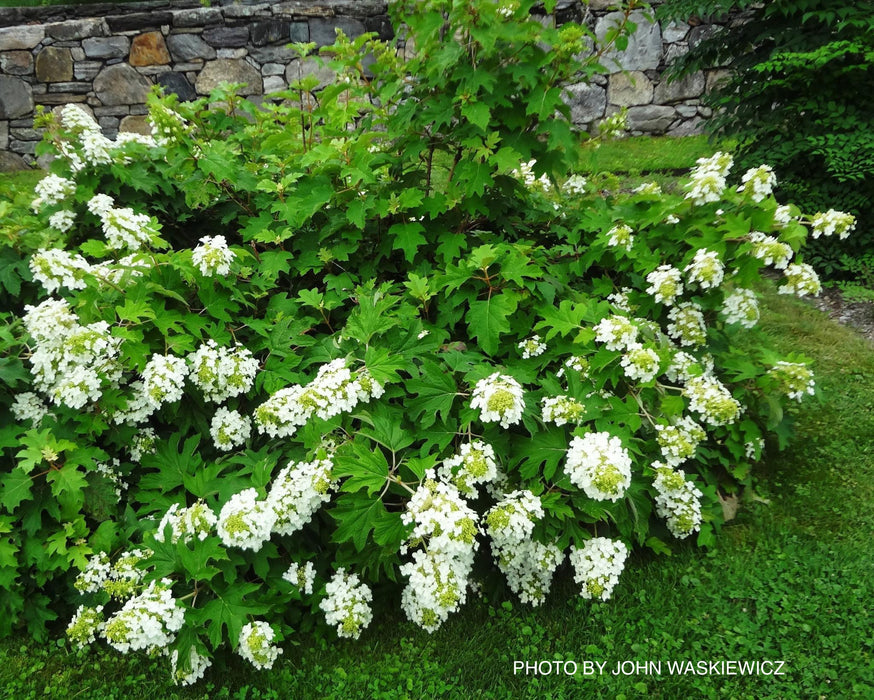 Hydrangea quercifolia 'Pee Wee' Oakleaf Hydrangea
