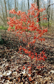 - Acer palmatum 'Kristin's Star' Japanese Maple - Mr Maple │ Buy Japanese Maple Trees