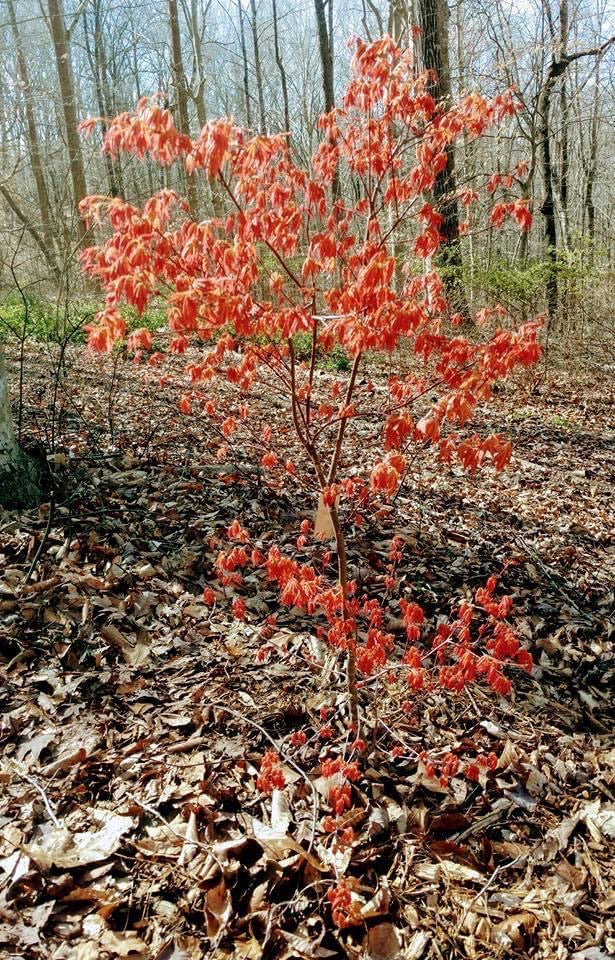 - Acer palmatum 'Kristin's Star' Japanese Maple - Mr Maple │ Buy Japanese Maple Trees