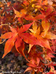 - Acer palmatum 'Ukigumo' Floating Clouds Japanese Maple - Mr Maple │ Buy Japanese Maple Trees