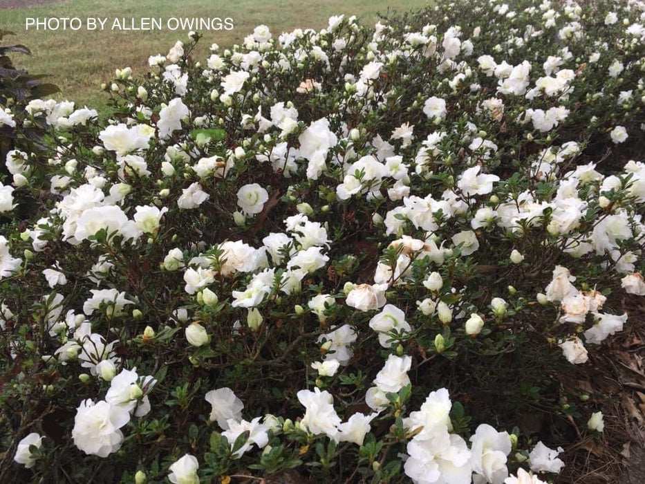 Azalea 'Hardy Gardenia’ Double White Flowering Azalea