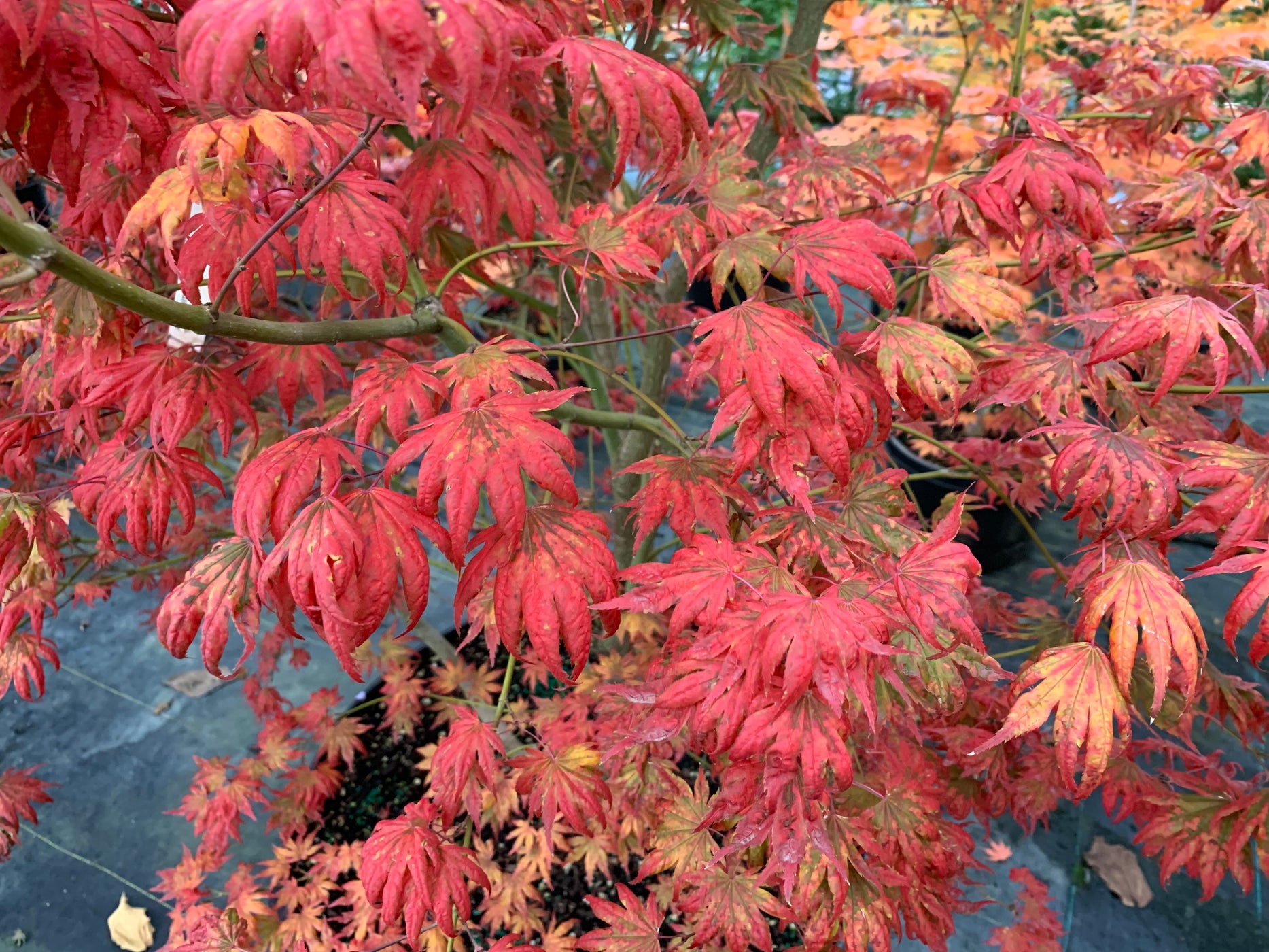 Buy Acer palmatum x 'Purple Curl' Japanese Maple — Mr Maple │ Buy ...