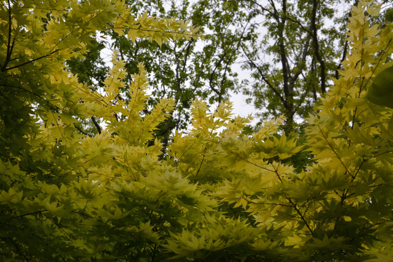 - Acer palmatum 'Orange Dream' Japanese Maple - Mr Maple │ Buy Japanese Maple Trees