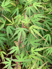 - Acer palmatum 'Green Strap' Rare Japanese Maple - Mr Maple │ Buy Japanese Maple Trees