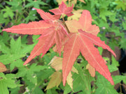 - Acer oliverianum 'Hot Blonde' Golden Japanese Maple - Mr Maple │ Buy Japanese Maple Trees
