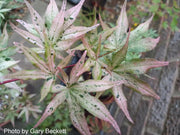 - Acer palmatum 'Ukigumo' Floating Clouds Japanese Maple - Mr Maple │ Buy Japanese Maple Trees