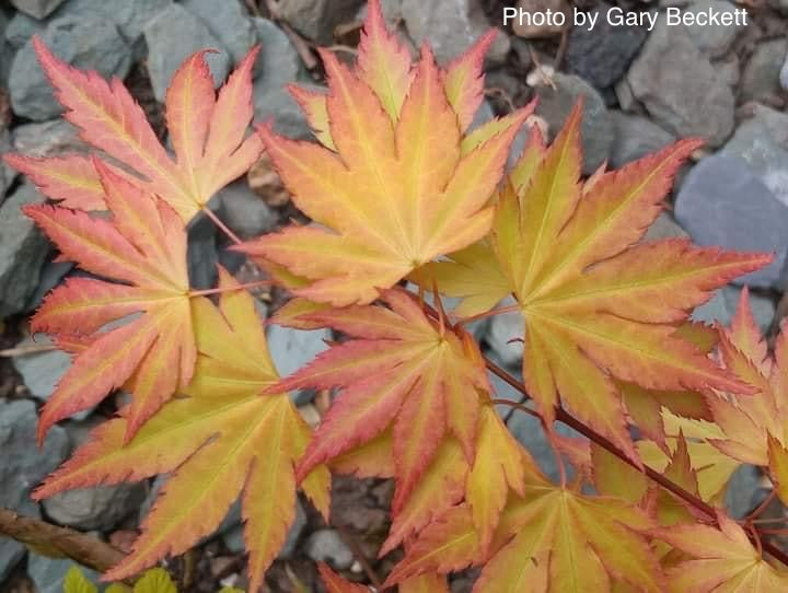 - Acer palmatum 'Orange Dream' Japanese Maple - Mr Maple │ Buy Japanese Maple Trees