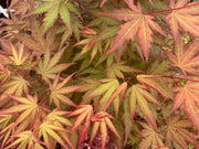 - Acer palmatum 'Mila' Japanese Maple - Mr Maple │ Buy Japanese Maple Trees