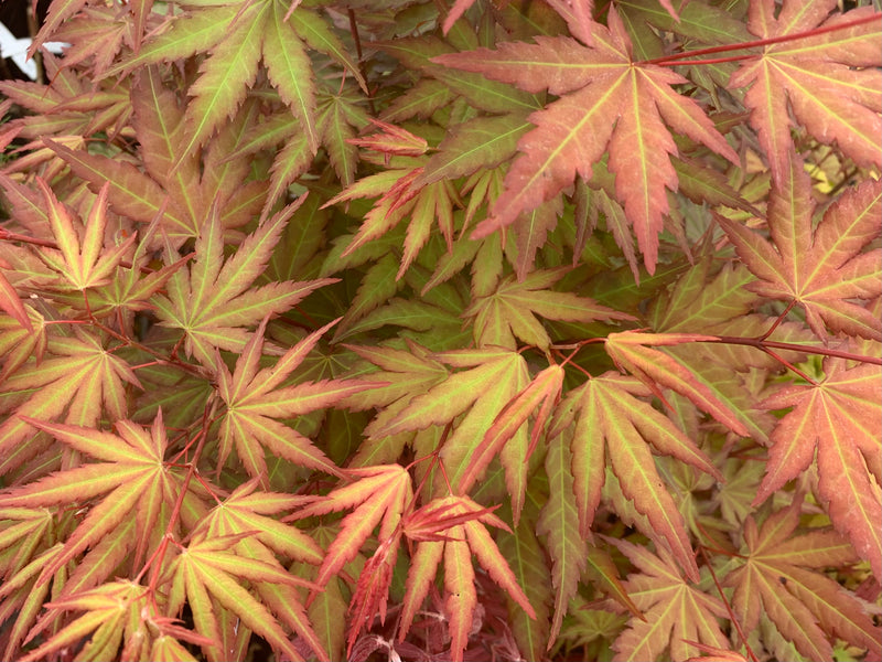 - Acer palmatum 'Mila' Japanese Maple - Mr Maple │ Buy Japanese Maple Trees