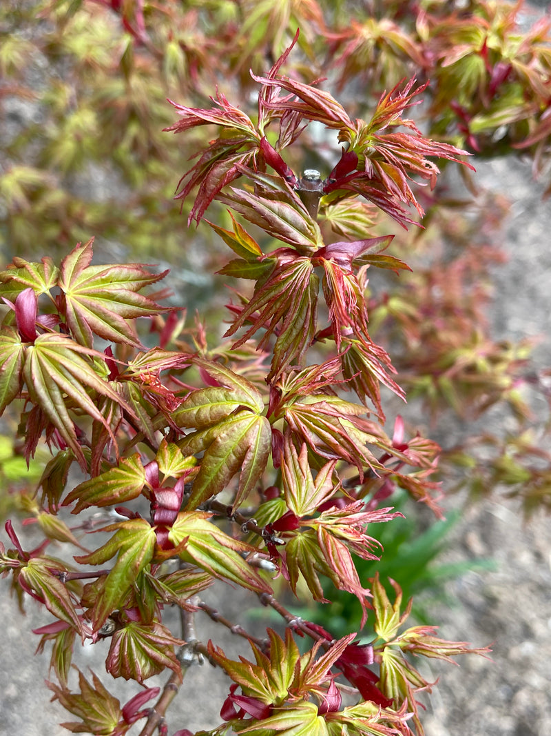 - Acer palmatum 'Koi' Dwarf Japanese Maple - Mr Maple │ Buy Japanese Maple Trees