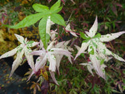 - Acer palmatum 'Ilarian' Japanese Maple - Mr Maple │ Buy Japanese Maple Trees