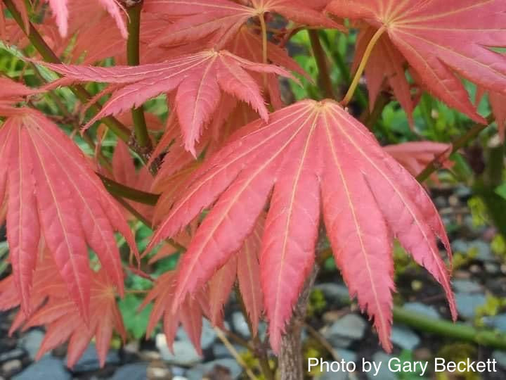 - Acer shirasawanum 'Moonrise™' Full Moon Japanese Maple - Mr Maple │ Buy Japanese Maple Trees