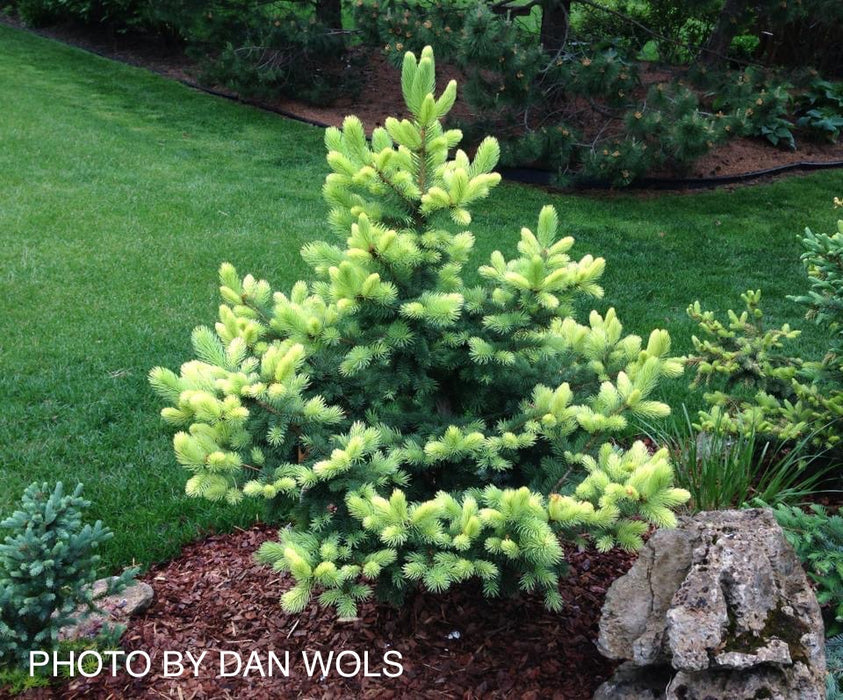 Picea pungens ‘Gebelle’s Golden Spring' Yellow Colorado Blue Spruce