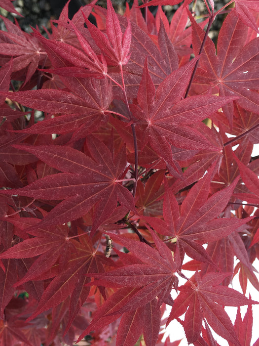 Acer palmatum 'Mahogany' Japanese Maple