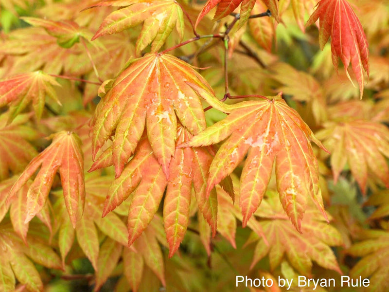 - FOR PICKUP ONLY | Acer shirasawanum Moonrise™ Full Moon Japanese Maple | DOES NOT SHIP - Mr Maple │ Buy Japanese Maple Trees