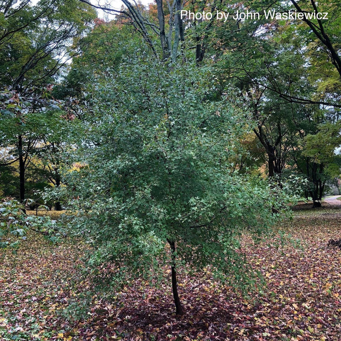 Acer monspessulanum ssp monspessulanum Mediterranean Maple